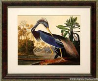 Birds of America, Audubon Vintage Style framed Framed Prints Finest Quality