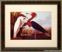 Birds of America, Audubon Vintage Style framed Framed Prints Finest Quality