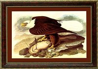 Bald Eagle Audubon Vintage Style framed  Print Finest Quality