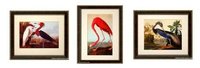 Birds of America, Audubon Vintage Style framed Framed Prints Finest Quality