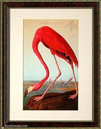 Birds of America, Audubon Vintage Style framed Framed Prints Finest Quality