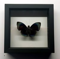 Butterfly Framed Agrias Amydon