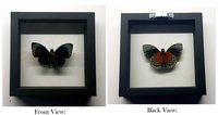 Butterfly Framed Agrias Amydon