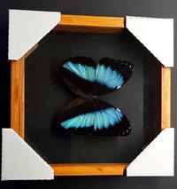 Morpho Butterfly Framed Valentines Gift