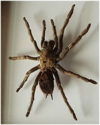 Real Tarantula Spider Specimen in Double Glass Box. Framed