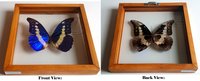 Valentine's Blue Morpho Cypris Rhetenor Helena Butterfly Framed A+ Quality