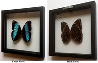 LARGE Morpho Butterfly framed Valentines Gift