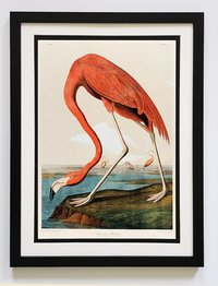 Audubon Print American Flamingo Framed A+ Quality