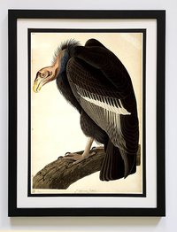 Audubon California Vulture Poster Framed A+ Quality