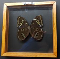 Morpho Butterfly Framed Valentines Gift