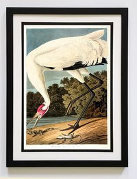Audubon Print Hooping Crane Framed A+ Quality