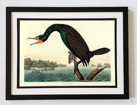 Audubon Print Florida Cormorant Framed A+ Quality