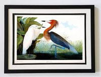 Audubon Print Red Egret Framed A+ Quality