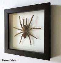 Real Tarantula Spider Specimen in Double Glass Box. Framed