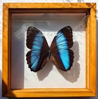 Morpho Butterfly Framed Valentines Gift