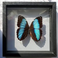 LARGE Morpho Butterfly framed Valentines Gift