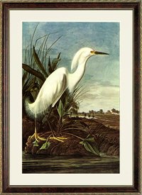 Snowy Heron Audubon Art Poster Print Framed 20x15