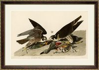 Audubon Hawk Peregrine Falcon Audubon Print Framed 25x20