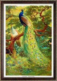Peacock Vintage Style Print Art By Charles Knight