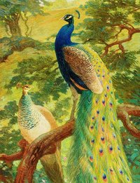 Peacock Vintage Style Print Art By Charles Knight