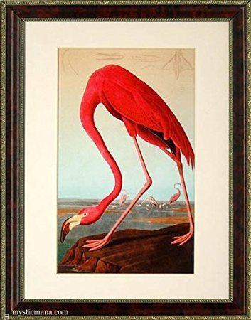 Birds of America, Audubon Vintage Style framed Framed Prints Finest Quality