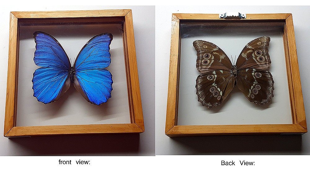 LARGE Blue Morpho Butterfly Framed in Wood A+ Quality