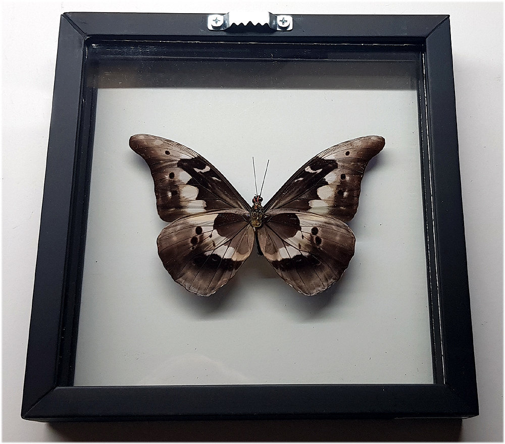 Blue Morpho Cypris Rhetenor Helena Butterfly Framed A+ Quality