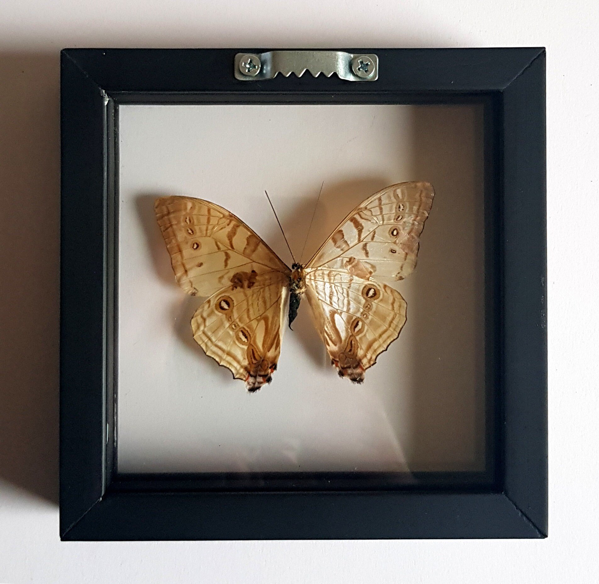 Pearl Morpho Butterfly Framed A+ Quality