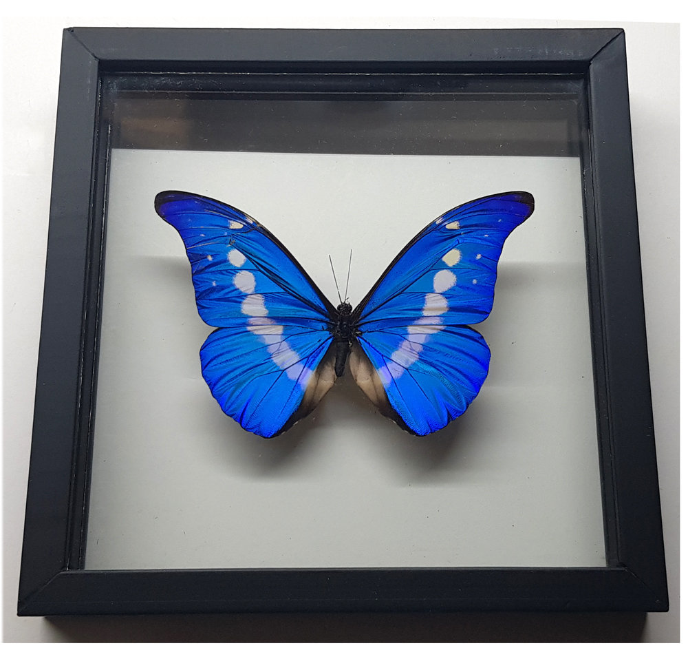 Blue Morpho Cypris Rhetenor Helena Butterfly Framed A+ Quality