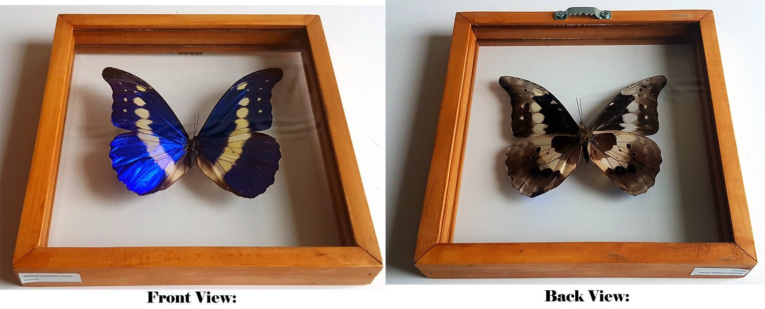 Valentine's Blue Morpho Cypris Rhetenor Helena Butterfly Framed A+ Quality