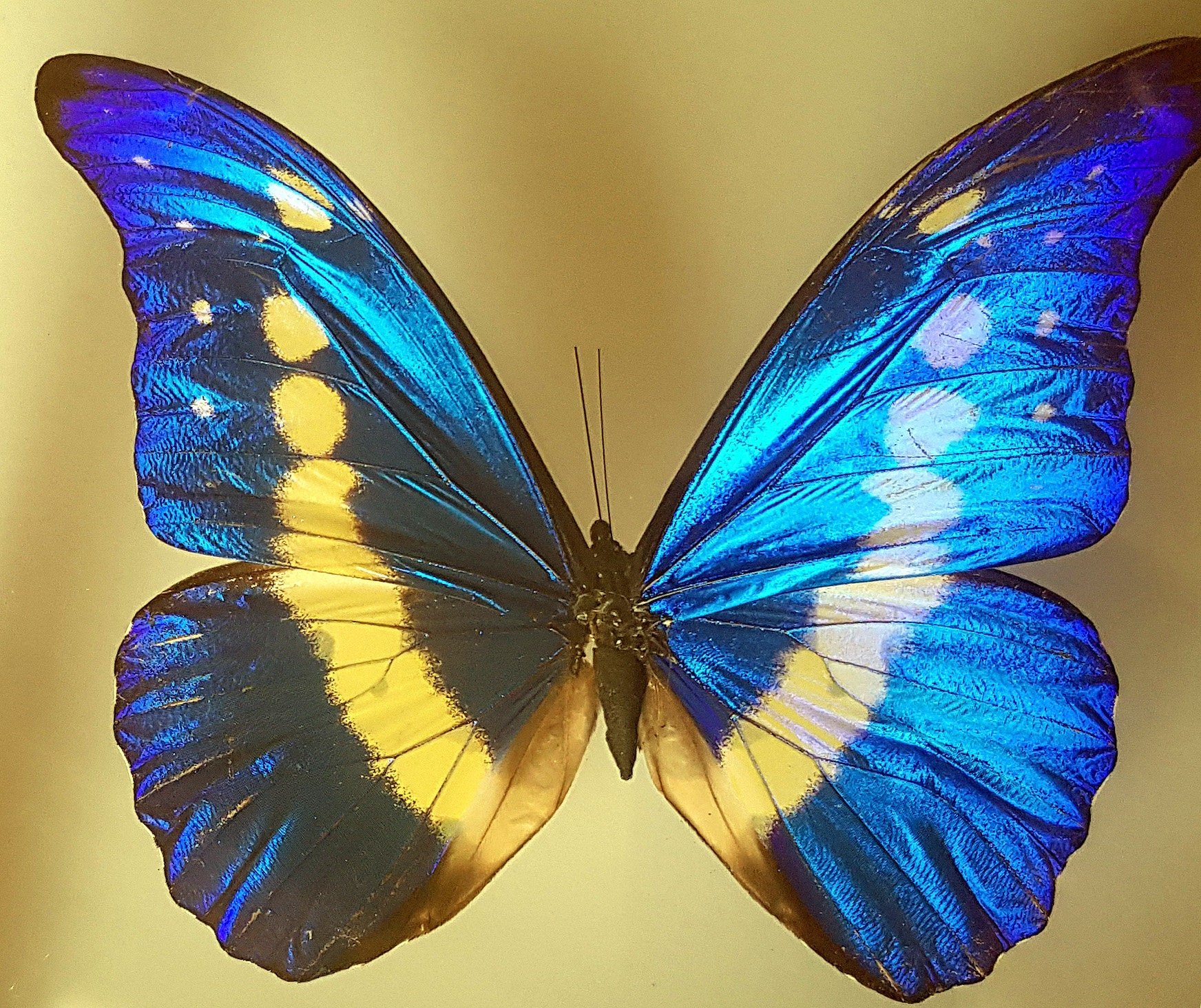 Valentine's Blue Morpho Cypris Rhetenor Helena Butterfly Framed A+ Quality