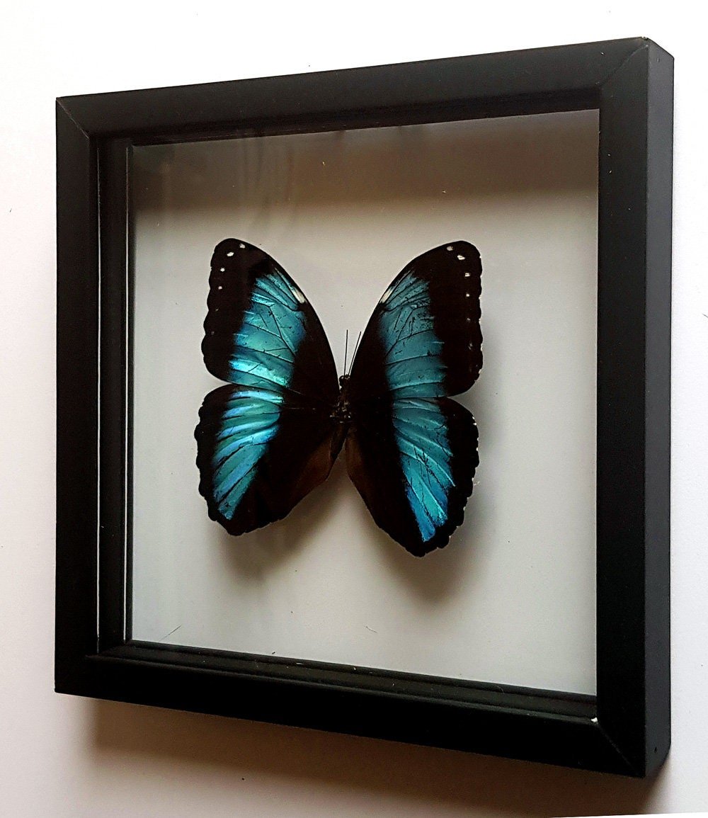 LARGE Morpho Butterfly framed Valentines Gift