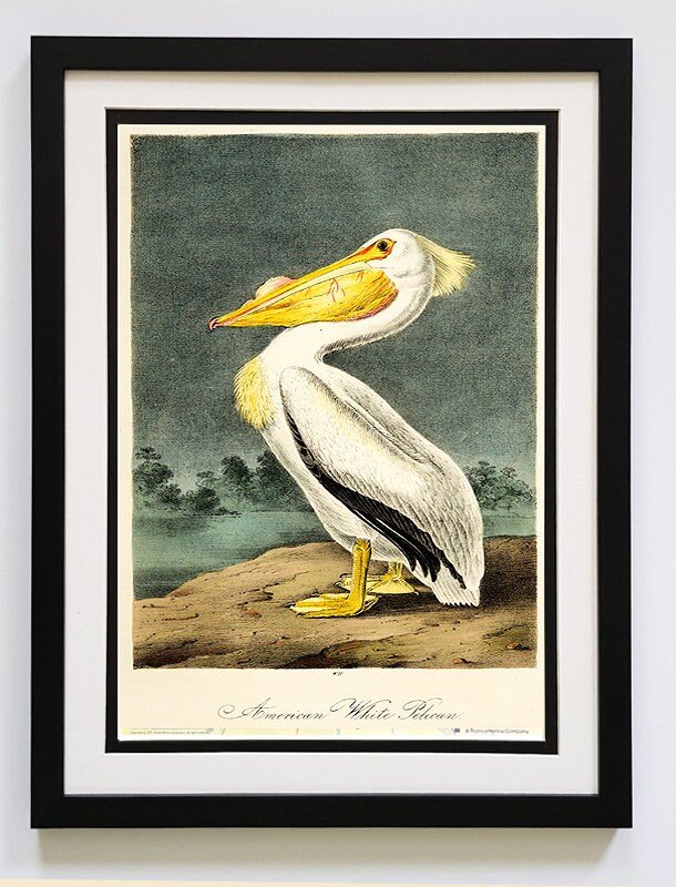 Audubon White Pelican Framed A+ Quality