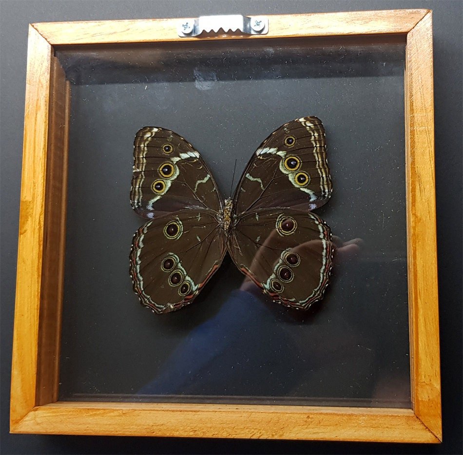 Morpho Butterfly Framed Valentines Gift