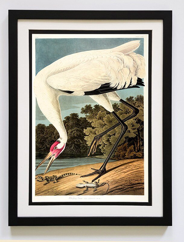 Audubon Print Hooping Crane Framed A+ Quality