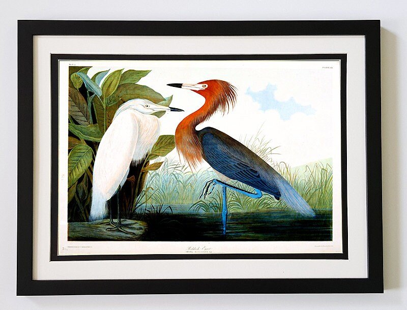 Audubon Print Red Egret Framed A+ Quality