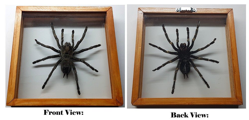 Real Tarantula Spider Specimen in Double Glass Box. Framed