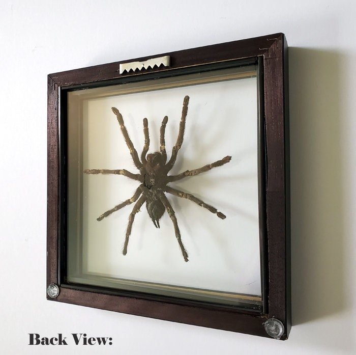 Real Tarantula Spider Specimen in Double Glass Box. Framed