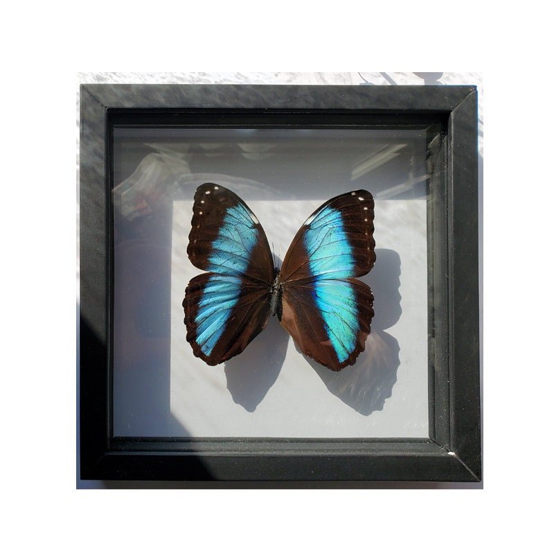 LARGE Morpho Butterfly framed Valentines Gift