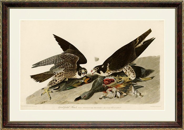 Audubon Hawk Peregrine Falcon Audubon Print Framed 25x20