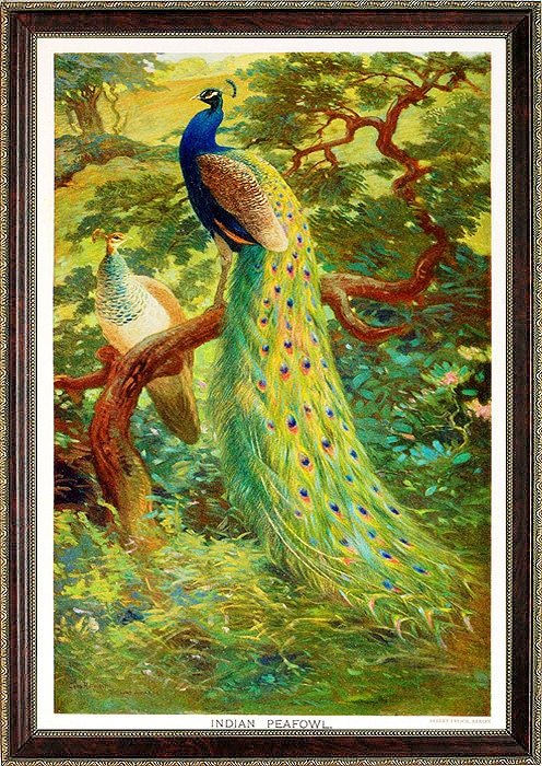 Peacock Vintage Style Print Art By Charles Knight