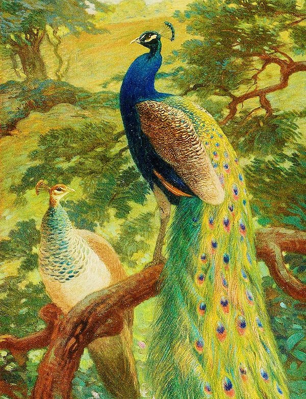 Peacock Vintage Style Print Art By Charles Knight