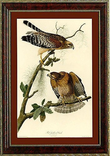 Golden Eagles  Audubon Vintage Style framed  Print
