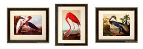 Birds of America, Audubon Vintage Style framed Framed Prints Finest Quality
