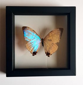 Pearl Morpho Butterfly Framed A+ Quality