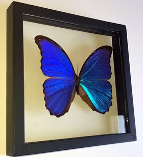 Blue Morpho Butterfly Framed A+ Quality