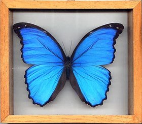 LARGE Blue Morpho Butterfly Framed in Wood A+ Quality