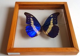 Valentine's Blue Morpho Cypris Rhetenor Helena Butterfly Framed A+ Quality