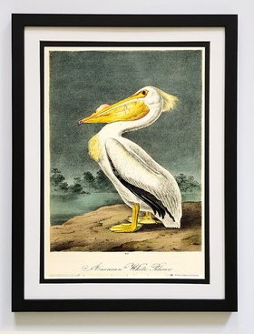 Audubon White Pelican Framed A+ Quality