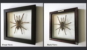 Real Tarantula Spider Specimen in Double Glass Box. Framed